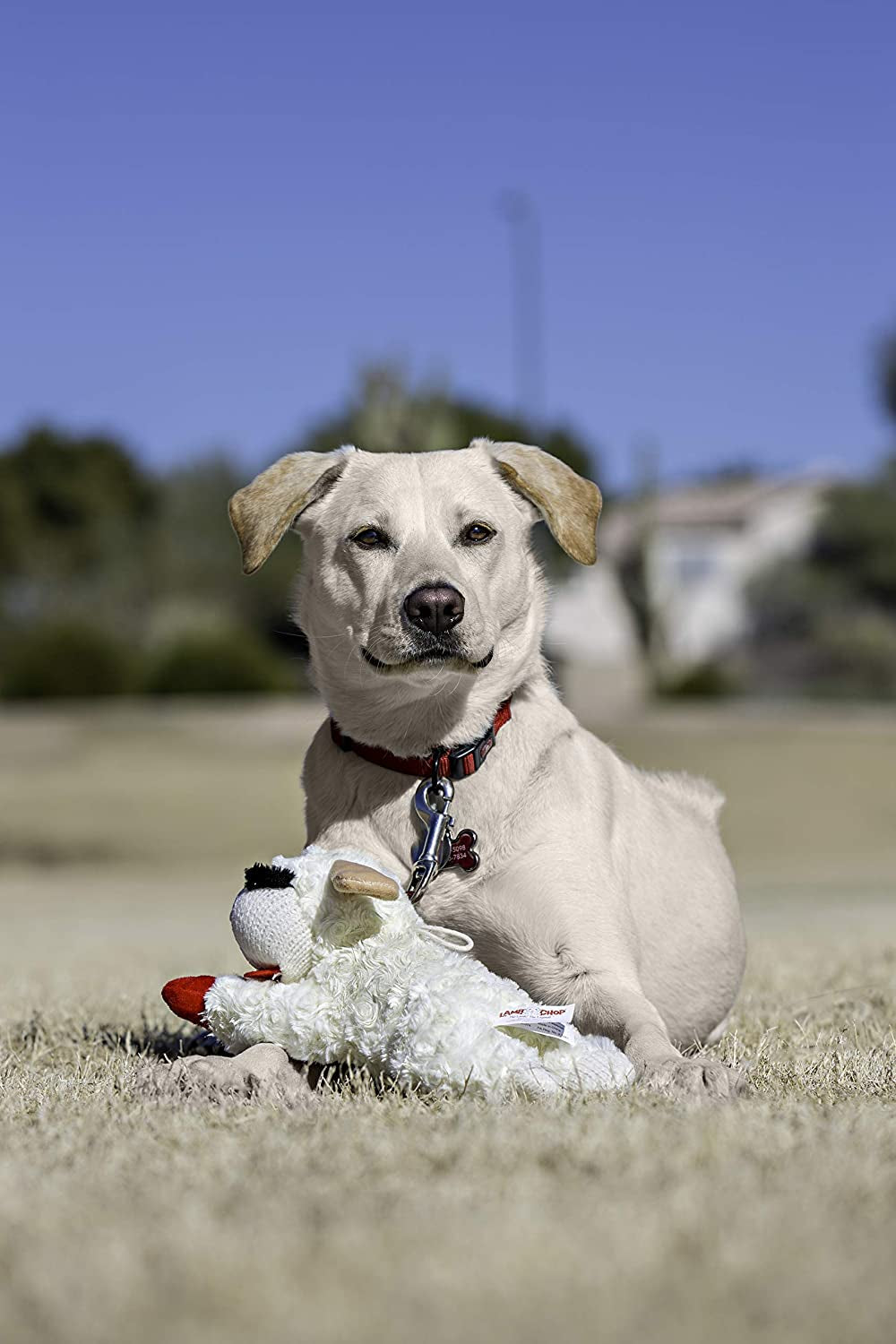 Plush Dog Toy, Lambchop, 10" Regular, White, Large