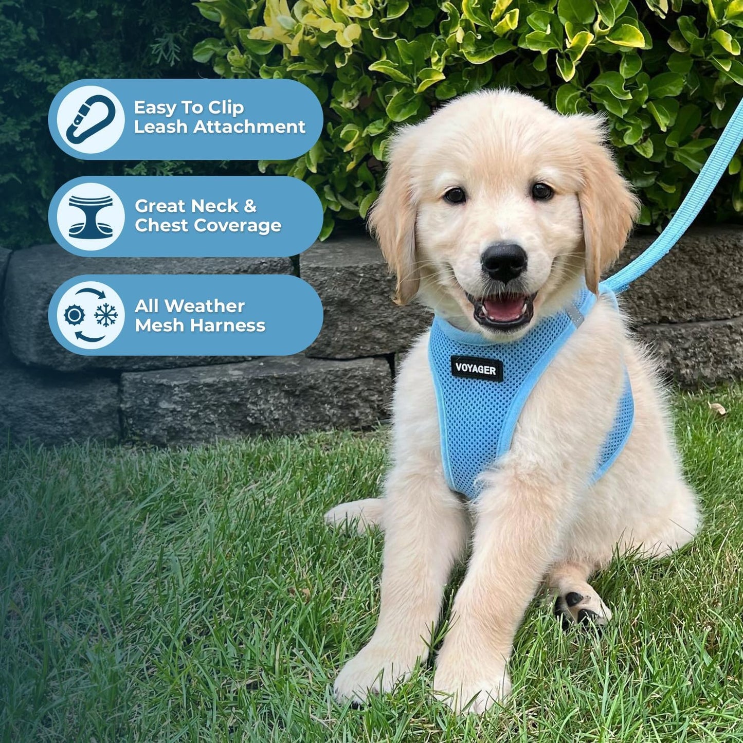 Voyager Step-In Air Dog Harness - All Weather Mesh Step in Vest Harness for Small and Medium Dogs and Cats by  - Harness (Baby Blue), M (Chest: 16-18")