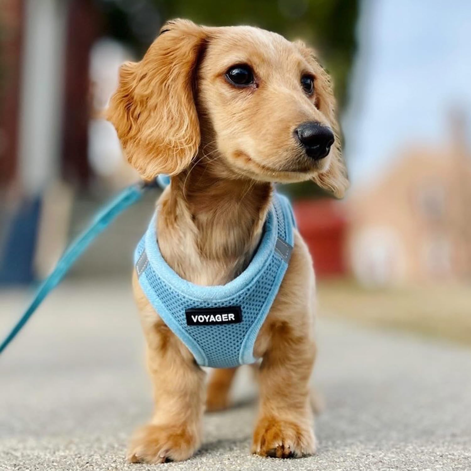 Voyager Step-In Air Dog Harness - All Weather Mesh Step in Vest Harness for Small and Medium Dogs and Cats by  - Harness (Baby Blue), M (Chest: 16-18")